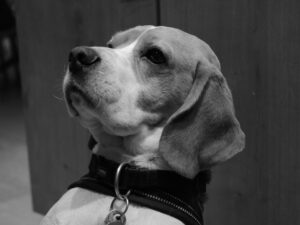 Hallo Wereld Uitgelichte Afbeelding