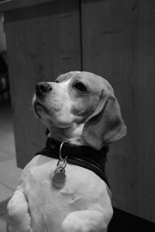 Hallo Wereld Uitgelichte Afbeelding